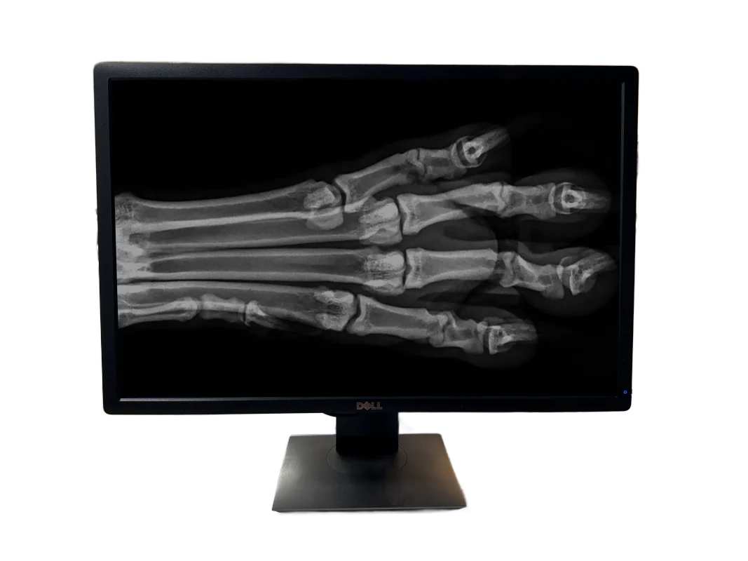 VET x-ray