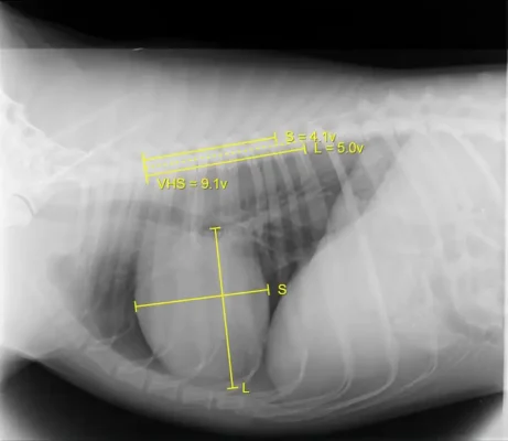 Veterinary x-ray system care