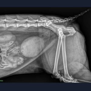 Vet X-ray System Example X-ray Image