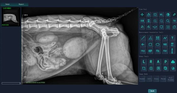Vet X-ray System Example X-ray Image