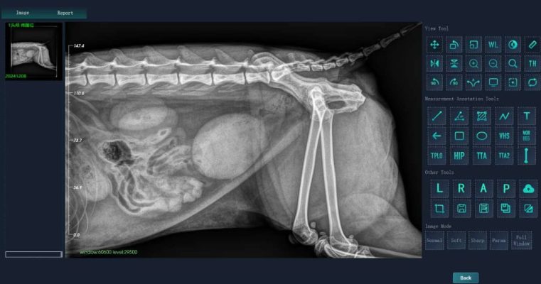Vet X-ray System Example X-ray Image