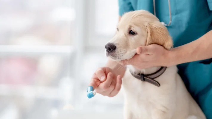 Veterinary-X-ray Systems-Portable-vs-Fixed